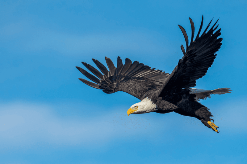 Bald Eagles Are Back In Des Moines — Here’s How To Spot Them