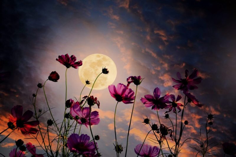 A lonely night with full moon and flowers in front of the moon.