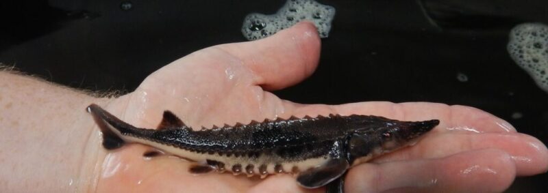 Get to know 12 endangered species in Iowa