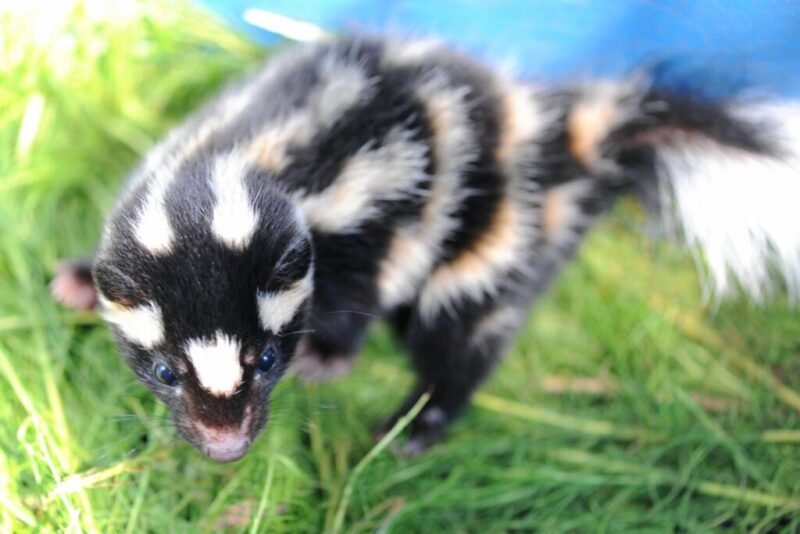 Get to know 12 endangered species in Iowa