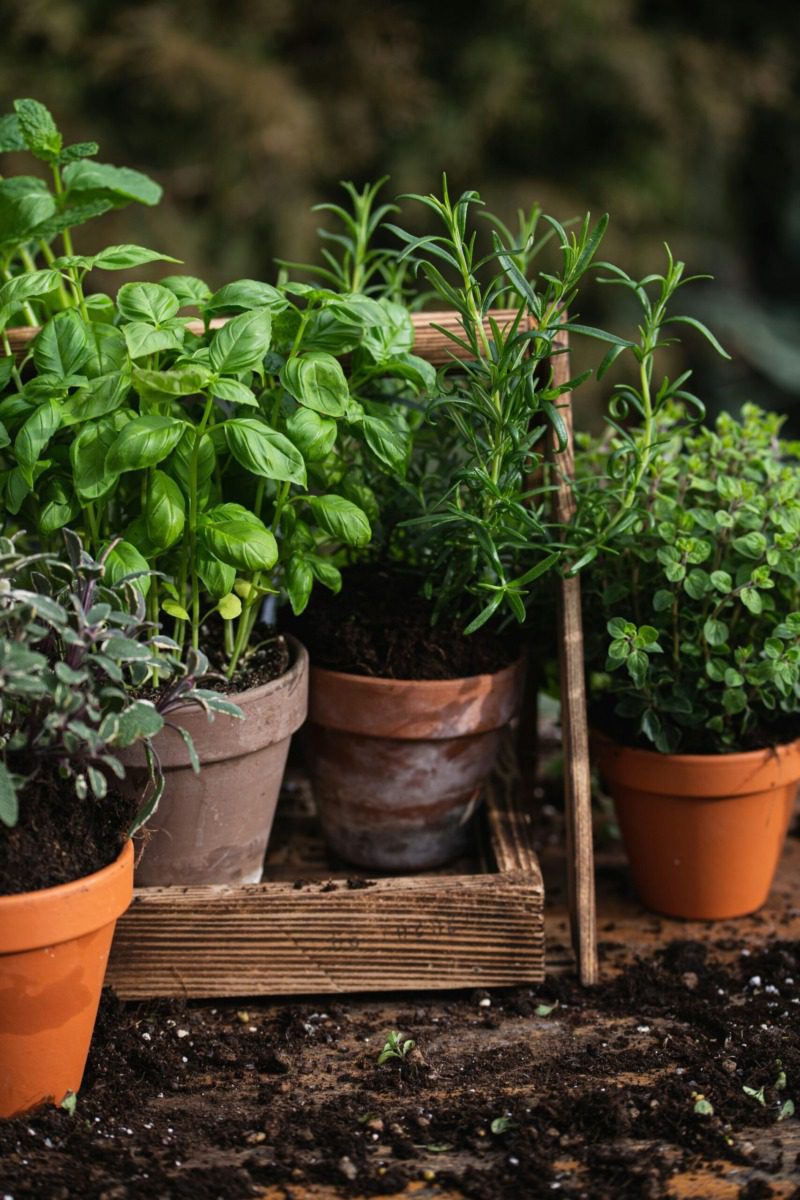 It’s container garden season, Iowans! Here’s what to know