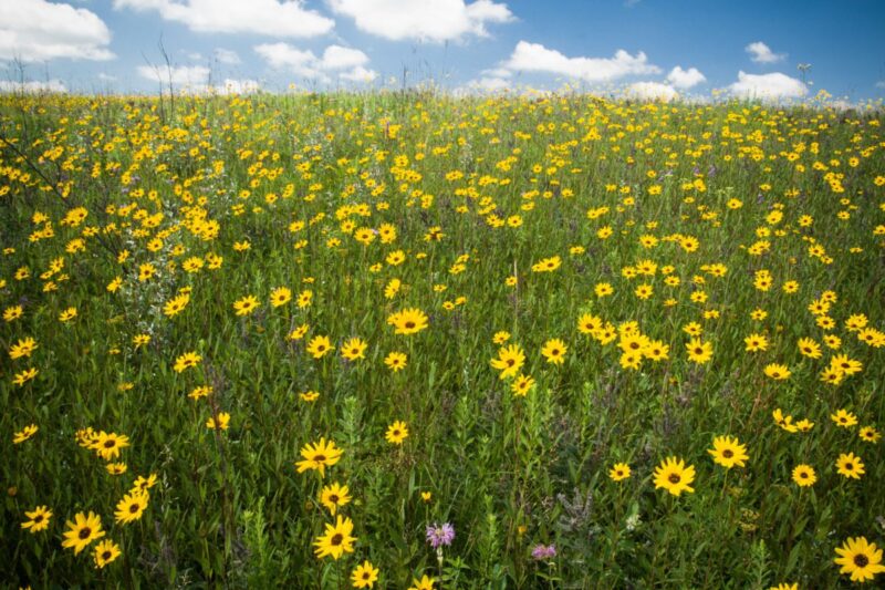 Want to see wildflowers in Iowa? Head to these 8 trails