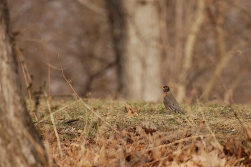 Want to see wildflowers in Iowa? Head to these 8 trails