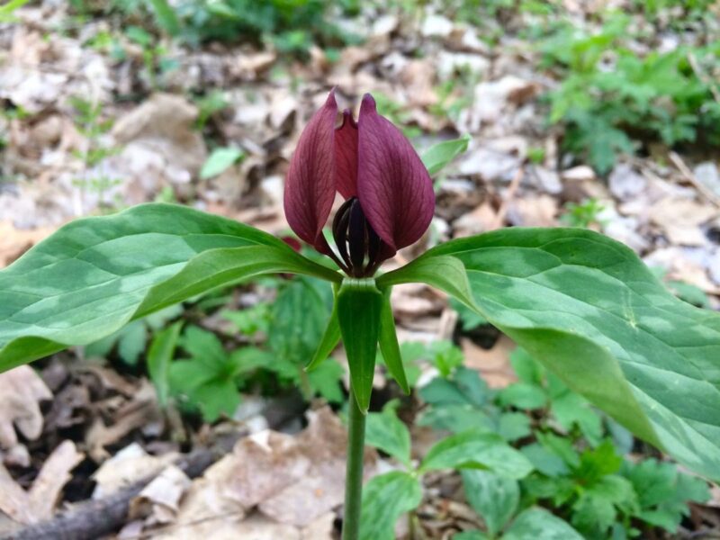 Want to see wildflowers in Iowa? Head to these 8 trails