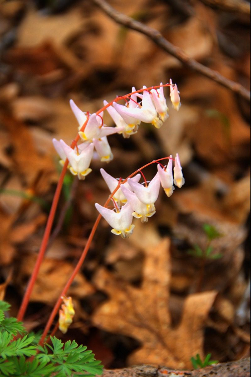 Want to see wildflowers in Iowa? Head to these 8 trails