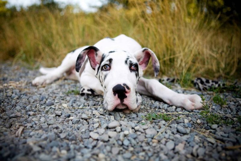 Iowa animals have been going viral for over a decade.